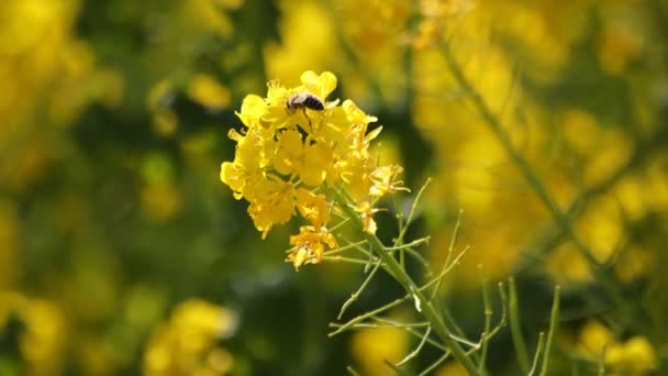 Bee och raps blomma i fältet på Azumayama park i Shounan Kanagawa — Stockvideo