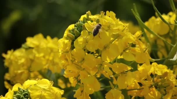 Bee och raps blomma i fältet på Azumayama park i Shounan Kanagawa — Stockvideo