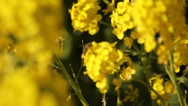 Flor de abeja y canola en el campo en el parque Azumayama en Shounan Kanagawa — Vídeos de Stock