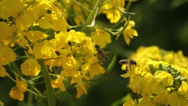 Flor de abeja y canola en el campo en el parque Azumayama en Shounan Kanagawa — Vídeos de Stock