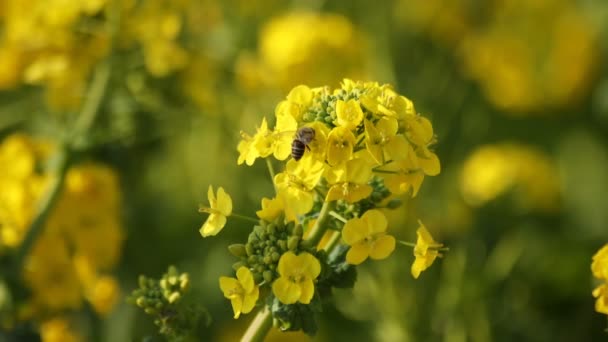Bee and Canola flower in the field at the Azumayama park in Shounan Kanagawa — стоковое видео