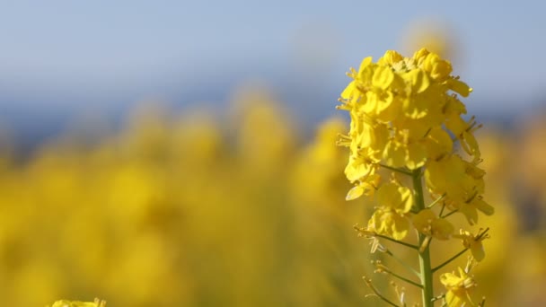 Raps blomsterträdgård på Azumayama park i Shounan Kanagawa närbild — Stockvideo