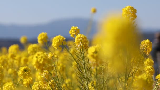 Canola Λουλούδι Στον Κήπο Στο Azumayama Park Στο Shounan Kanagawa — Αρχείο Βίντεο