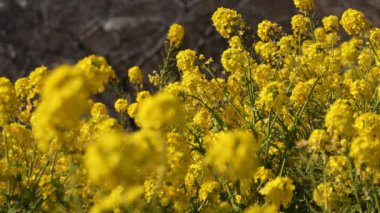 Kanola çiçek bahçesi Shounan Kanagawa Azumayama Park'ta yakın çekim
