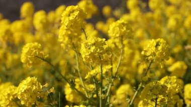 Kanola çiçek bahçesi Shounan Kanagawa Azumayama Park'ta yakın çekim