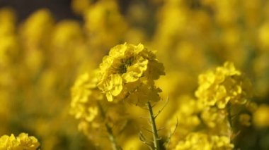 Kanola çiçek bahçesi Shounan Kanagawa Azumayama Park'ta yakın çekim