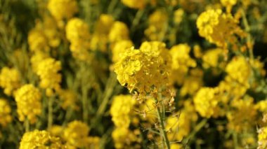 Kanola çiçek bahçesi Shounan Kanagawa Azumayama Park'ta yakın çekim