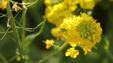 Shounan Kanagawa Azumayama Park'ta kanola Çiçek Bahçesi. Shounan Kanagawa Japonya - 01.29.2018: Bu s kanola alan Kanagawa Garden. fotoğraf makinesi: Canon Eos 5d mark4