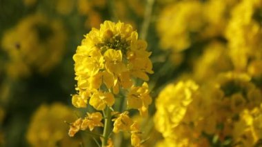 Kanola çiçek bahçesi Shounan Kanagawa Azumayama Park'ta yakın çekim