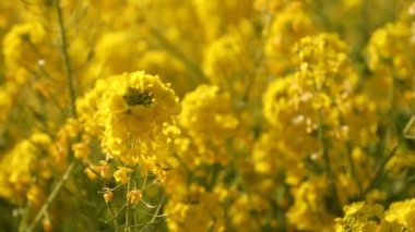 Kanola çiçek bahçesi Shounan Kanagawa Azumayama Park'ta yakın çekim el