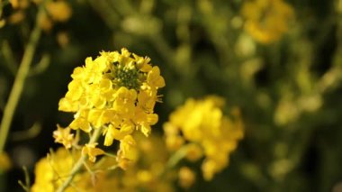Kanola çiçek bahçesi Shounan Kanagawa Azumayama Park'ta yakın çekim el