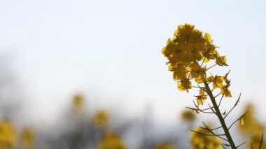 Kanola çiçek bahçesi Shounan Kanagawa Azumayama Park'ta yakın çekim el