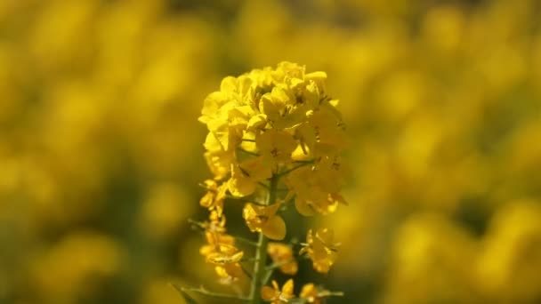 Raps blomsterträdgård på Azumayama park i Shounan Kanagawa närbild — Stockvideo