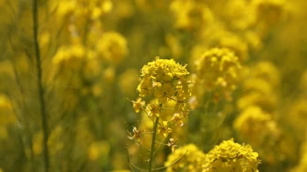 Close-up van Canola bloementuin op Azumayama park in Shounan Kanagawa — Stockvideo