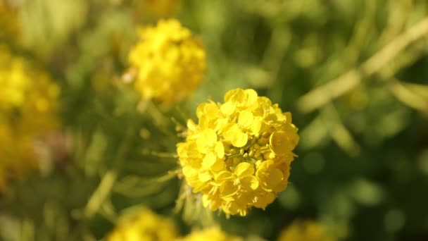 Close-up van Canola bloementuin op Azumayama park in Shounan Kanagawa — Stockvideo