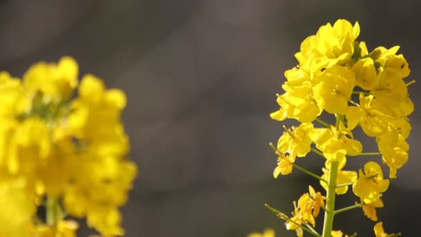 Jardin de fleurs de canola au parc Azumayama à Shounan Kanagawa close up — Video