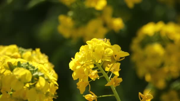 Цветочный сад Канола в парке Адзумаяма в Шунан Канагава крупным планом — стоковое видео