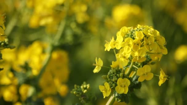 Raps blomsterträdgård på Azumayama park i Shounan Kanagawa närbild — Stockvideo