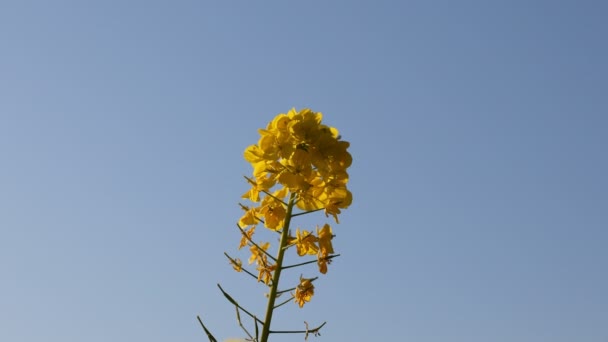 Canola flower garden at Azumayama park in Shounan Kanagawa close up — Stock Video