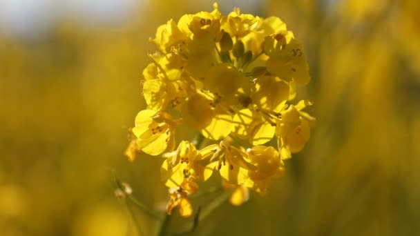 Close-up van Canola bloementuin op Azumayama park in Shounan Kanagawa — Stockvideo