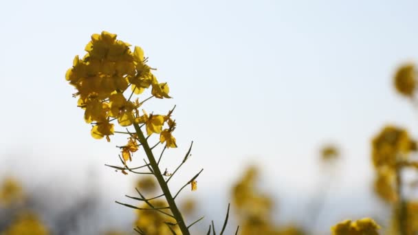 Canola λουλούδι στον κήπο στο Azumayama park στο Shounan Kanagawa κοντινό χειρός — Αρχείο Βίντεο