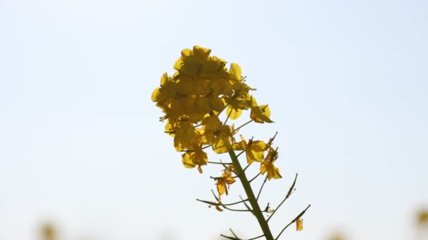 Canola λουλούδι στον κήπο στο Azumayama park στο Shounan Kanagawa κοντινό χειρός — Αρχείο Βίντεο