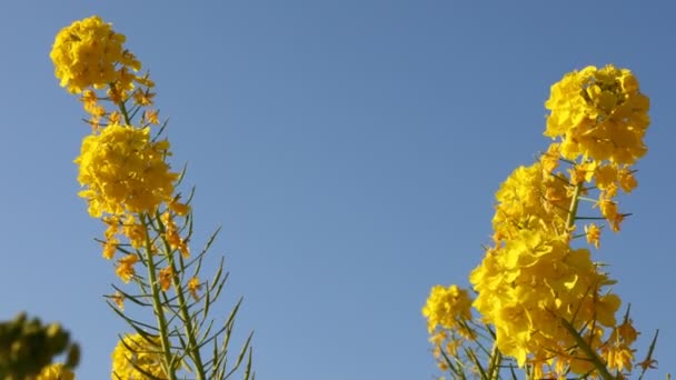 Canola λουλούδι στον κήπο στο Azumayama park στο Shounan Kanagawa κοντινό χειρός — Αρχείο Βίντεο