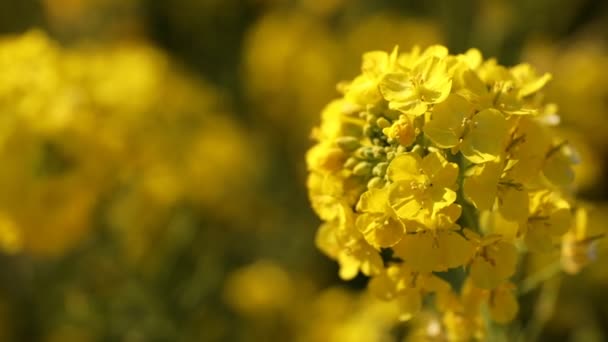 Canola λουλούδι στον κήπο στο Azumayama park στο Shounan Kanagawa κοντινό χειρός — Αρχείο Βίντεο