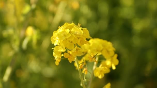 Canola flower garden at Azumayama park in Shounan Kanagawa close up handheld — Stock Video