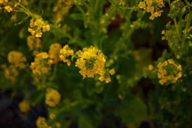 Kanola çiçek bahçesi Shounan Kanagawa Azumayama Park'ta yakın çekim