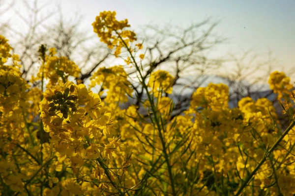 Jardín de flores de canola en el parque Azumayama en Shounan Kanagawa de cerca —  Fotos de Stock