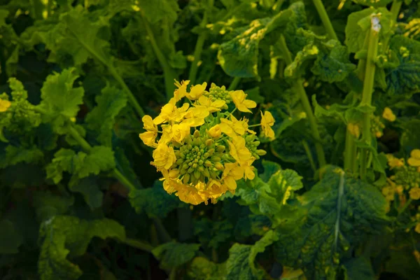 Jardín de flores de canola en el parque Azumayama en Shounan Kanagawa de cerca —  Fotos de Stock