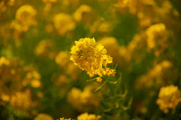 Jardín de flores de canola en el parque Azumayama en Shounan Kanagawa de cerca —  Fotos de Stock