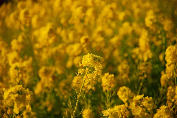 Raps blomsterträdgård på Azumayama park i Shounan Kanagawa närbild — Stockfoto