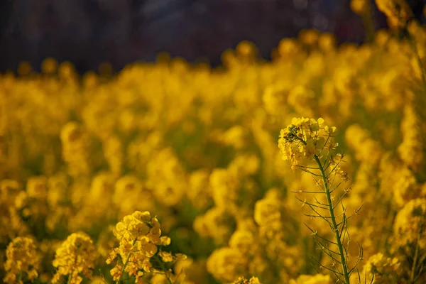 Jardín de flores de canola en el parque Azumayama en Shounan Kanagawa de cerca —  Fotos de Stock