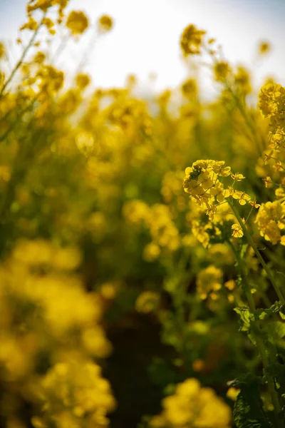 Jardín de flores de canola en el parque Azumayama en Shounan Kanagawa de cerca —  Fotos de Stock