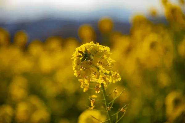 Jardín de flores de canola en el parque Azumayama en Shounan Kanagawa de cerca —  Fotos de Stock