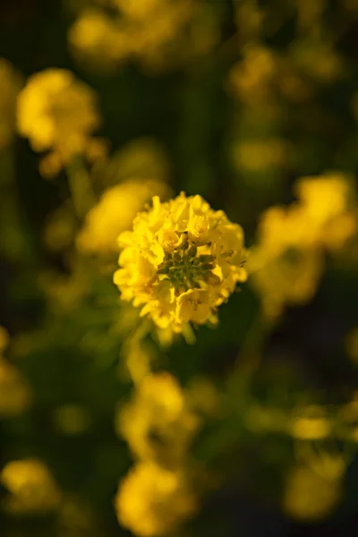 Jardim de flores de canola no parque Azumayama em Shounan Kanagawa — Fotografia de Stock