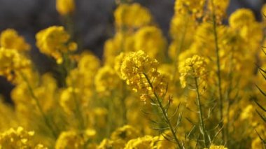 Kanola çiçek bahçesi Shounan Kanagawa Azumayama Park'ta yakın çekim el