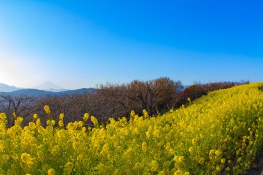 Shounan Kanagawa geniş atış Azumayama Park'ta kanola Çiçek Bahçesi