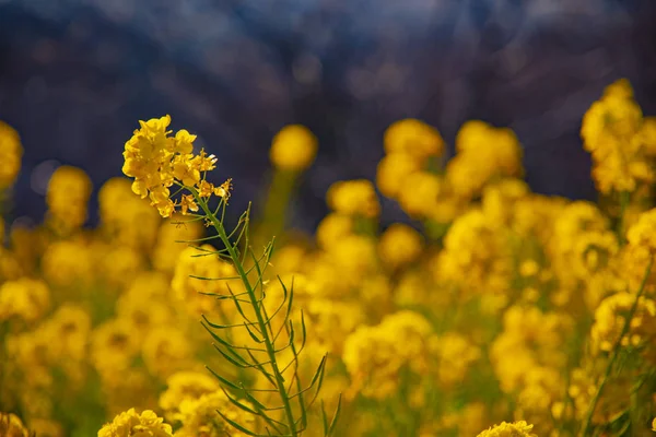 湘南の吾妻山公園の菜の花畑神奈川コピースペース — ストック写真