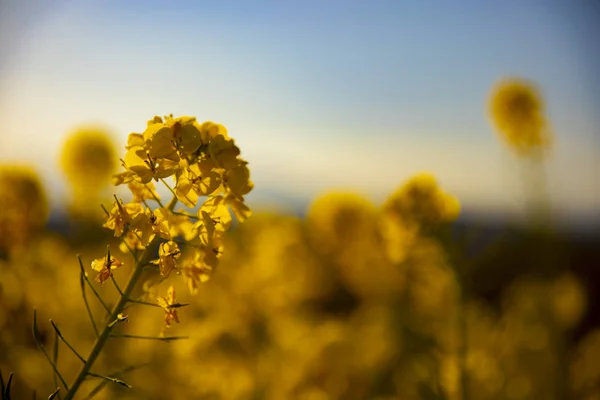 Canola virág kert Azumayama park Shounan Kanagawa másolás tér — Stock Fotó