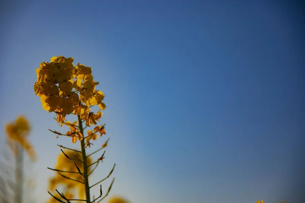 Jardín de flores de canola en el parque Azumayama en Shounan Kanagawa copia espacio —  Fotos de Stock