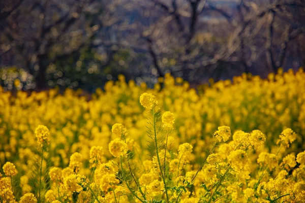 Jardín de flores de canola en el parque Azumayama en Shounan Kanagawa copia espacio —  Fotos de Stock