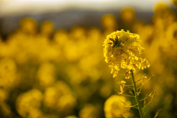 Canola flower garden at Azumayama park in Shounan Kanagawa copy space — Stock Photo, Image