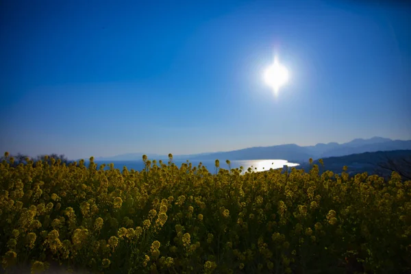 Jardín de flores de canola en el parque Azumayama en Shounan Kanagawa tiro ancho — Foto de Stock