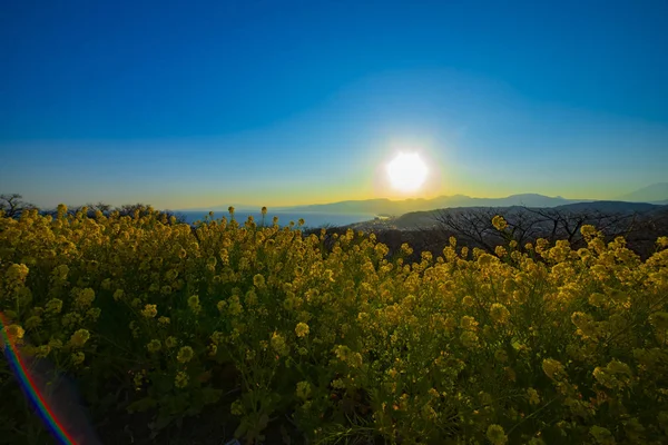 Canola flower garden at Azumayama park in Shounan Kanagawa wide shot — Stock Photo, Image