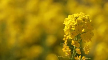 Shounan Kanagawa 'daki Azumayama parkında Kanola çiçek bahçesi kopyalama alanı