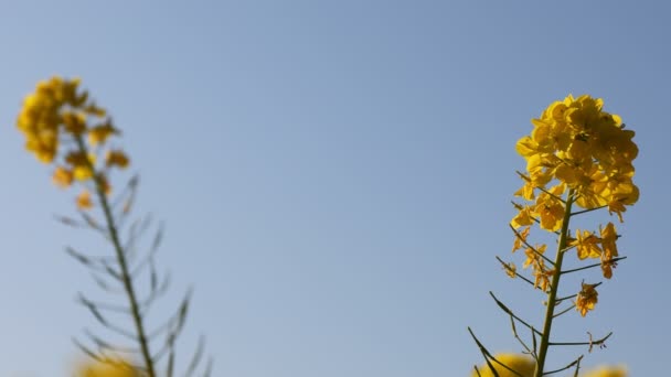 Canola kwiat ogród w parku Azumayama w Shounan Kanagawa kopia przestrzeni — Wideo stockowe