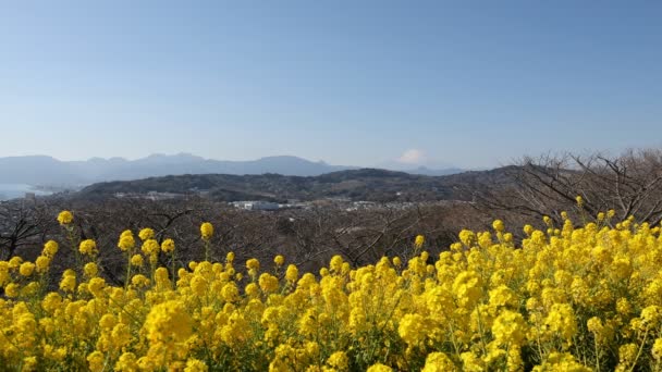 Canola flower garden at Azumayama park in Shounan Kanagawa copy space — Stock Video